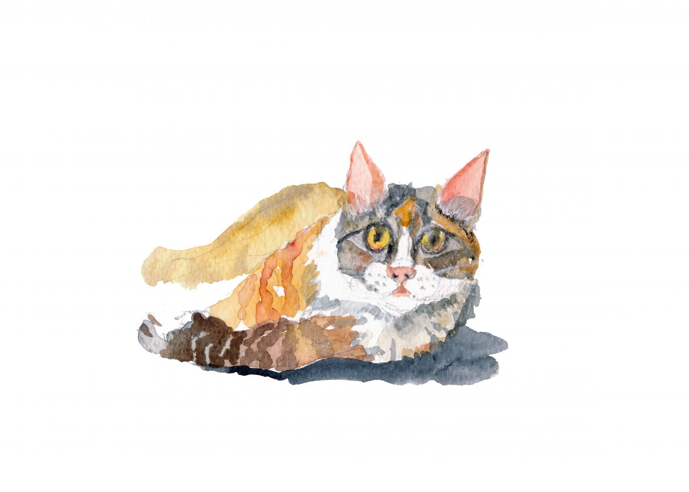 Gato