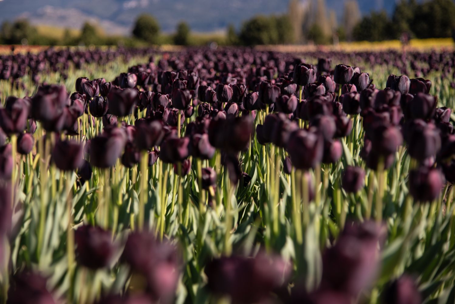 Tulipanes negros