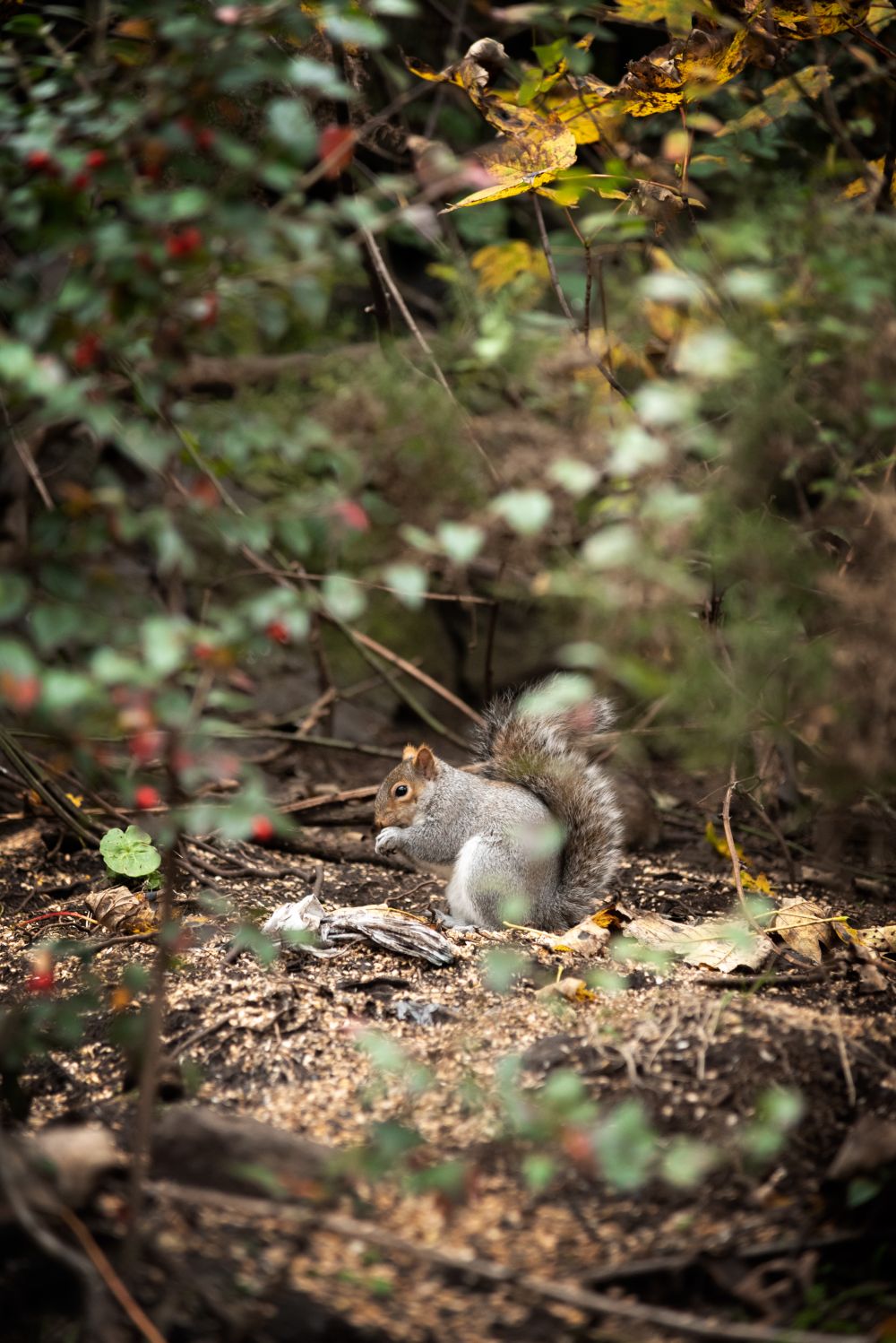 Fauna de Edimburgo