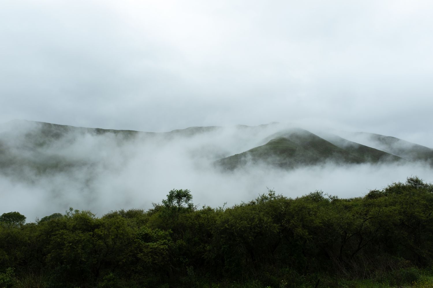 Nubes entre árboles