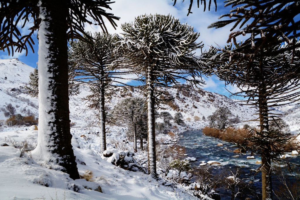 Nieves patagónicas