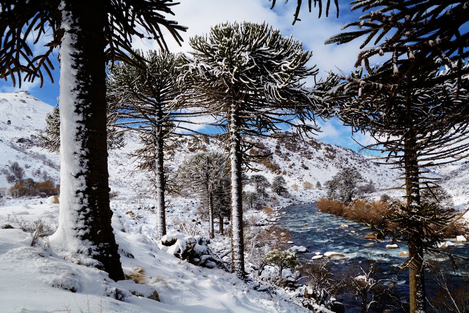 Nieves patagónicas