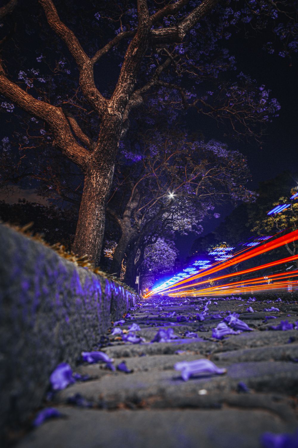 Jacarandá y luces