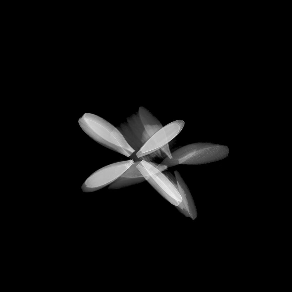 Flor blanca (Serie VICEVERSA)