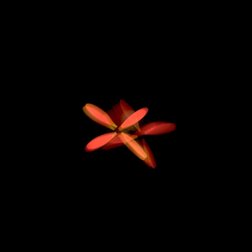 Flor naranja en movimiento