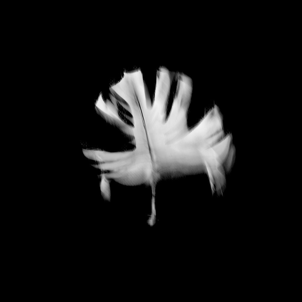 Hoja Negra (de la Serie Viceversa)