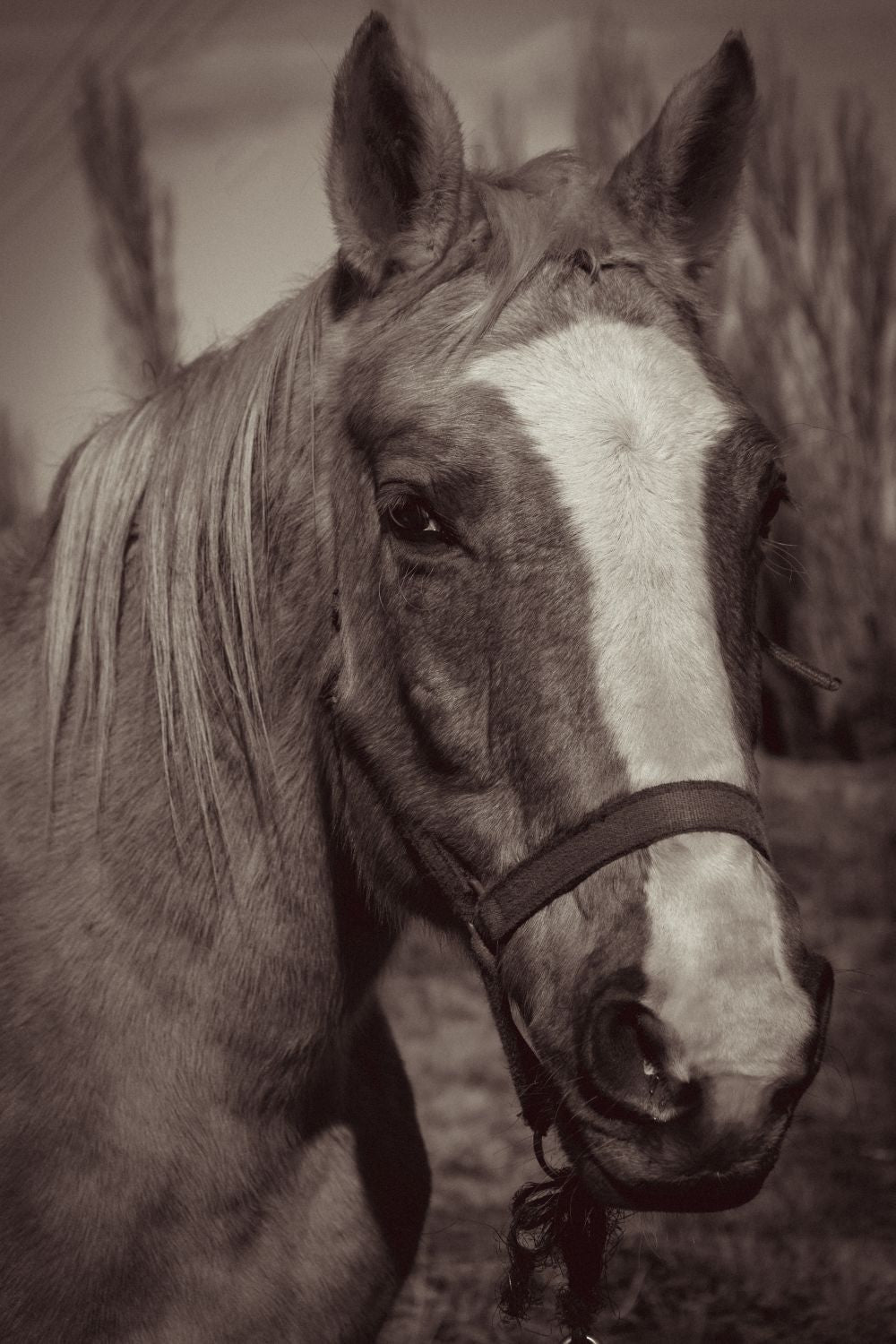 Raudo
