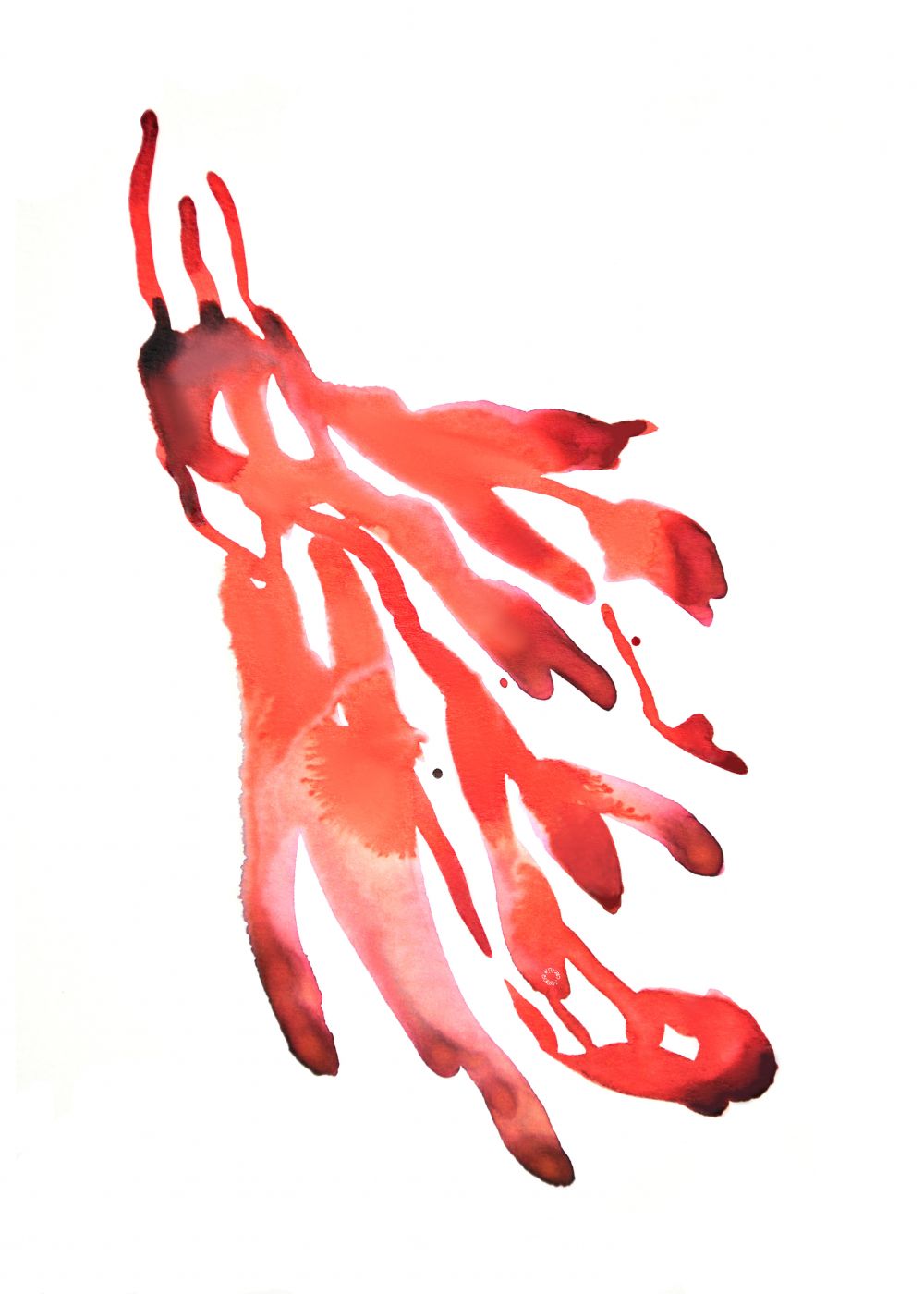 CEIBO 4