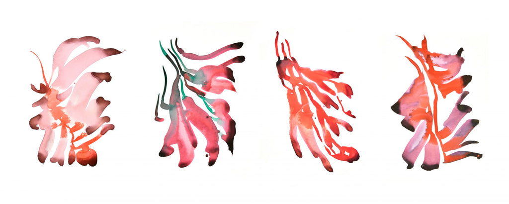 FLORES DE CEIBO