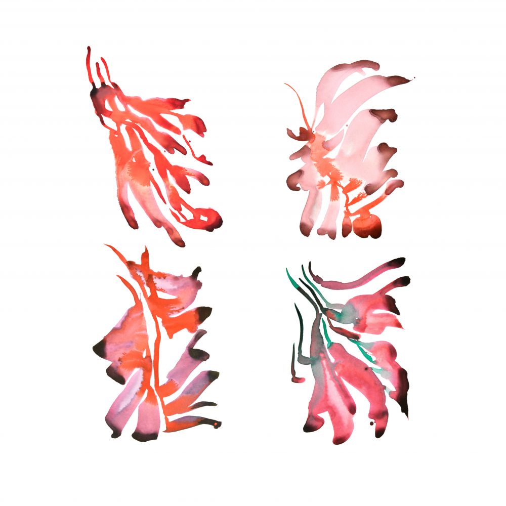 FLORES DE CEIBO 2