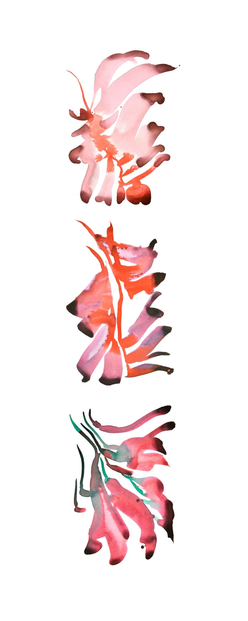 FLORES DE CEIBO 3