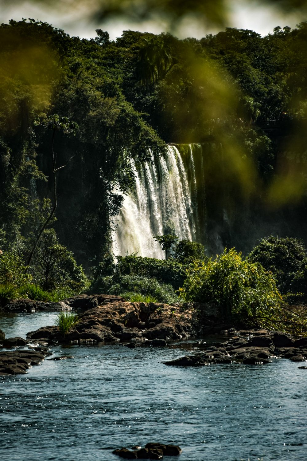 Susurros de la Selva