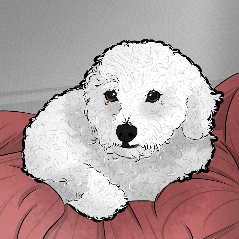 Caniche
