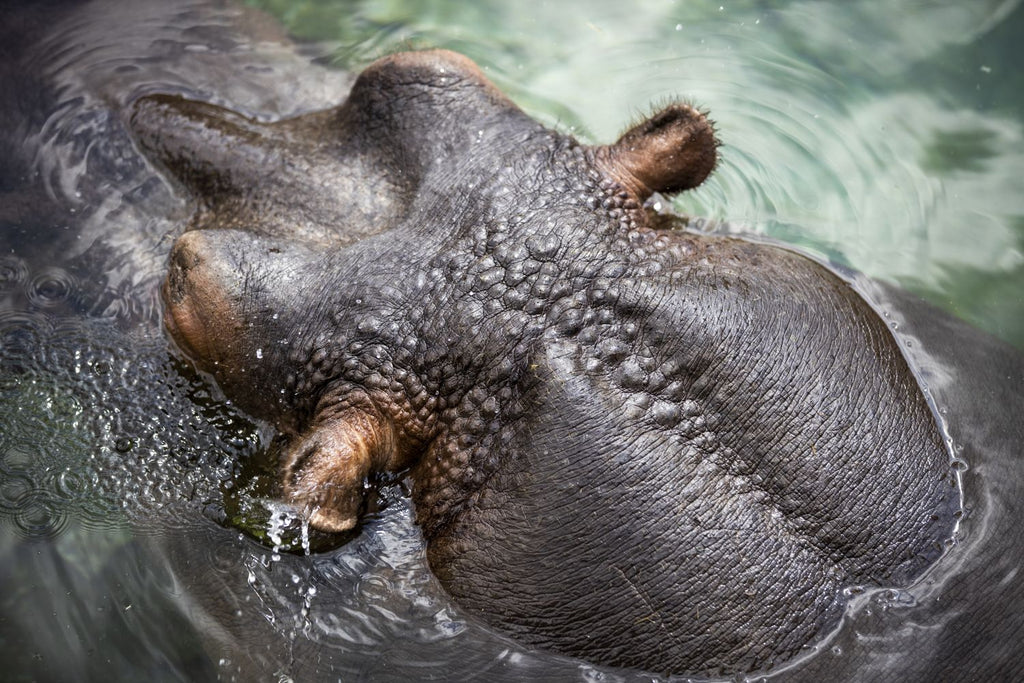 Amphibius
