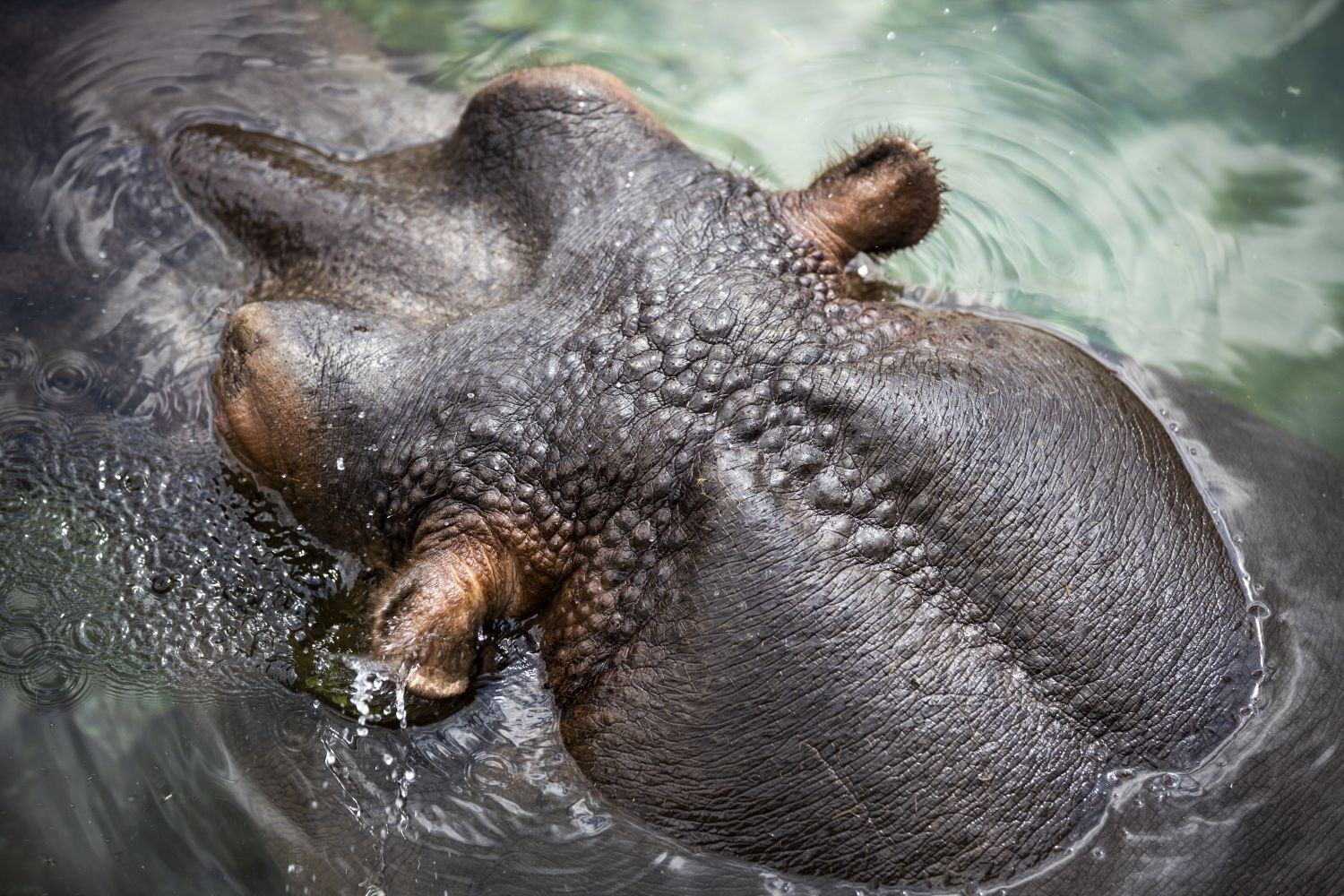 Amphibius