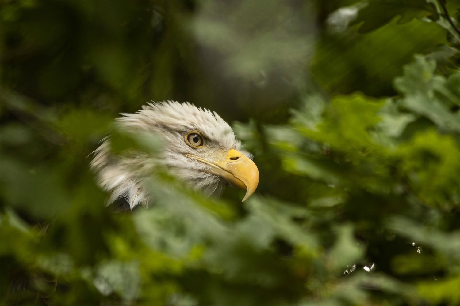 Mirada aviar