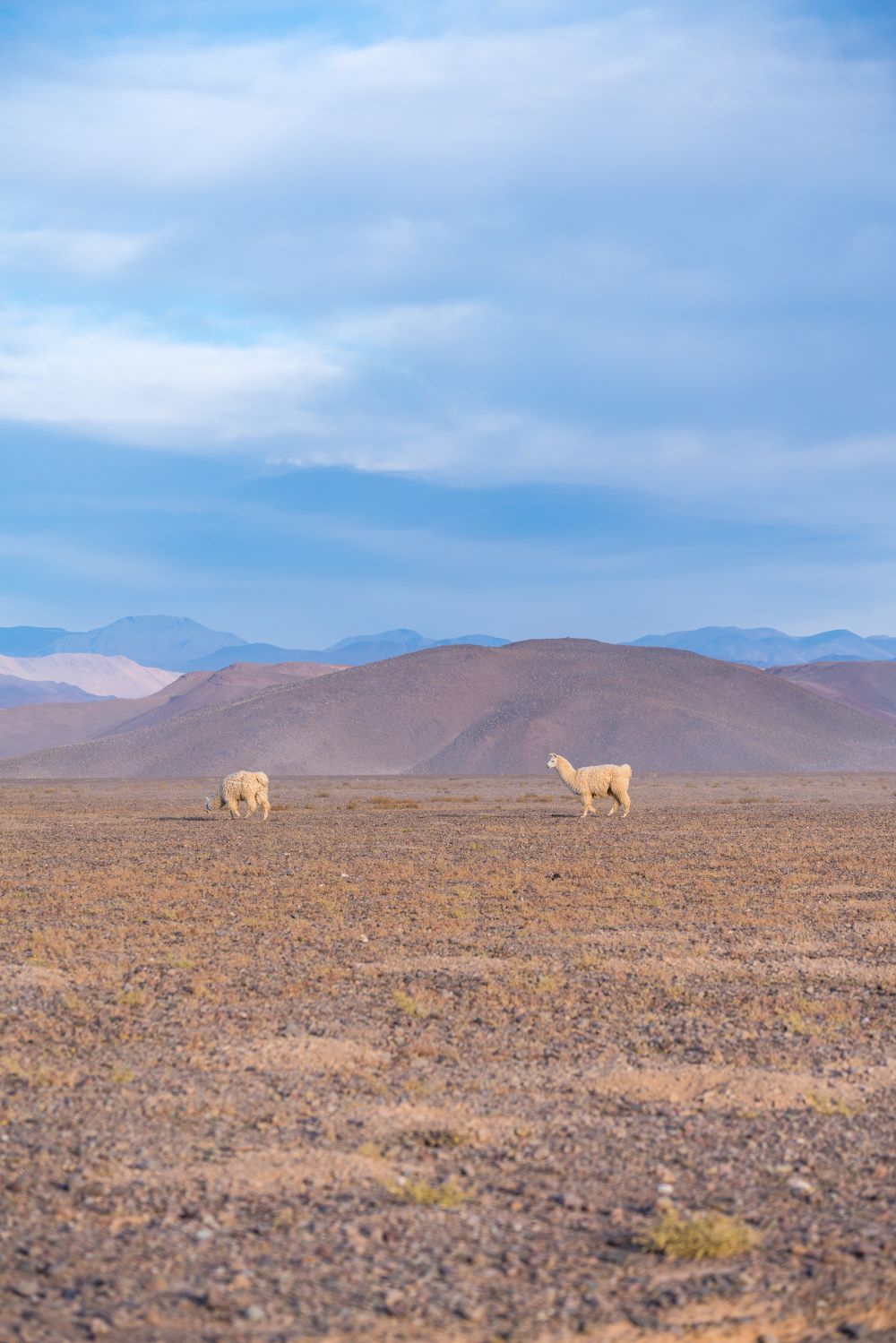Llamas en la distancia