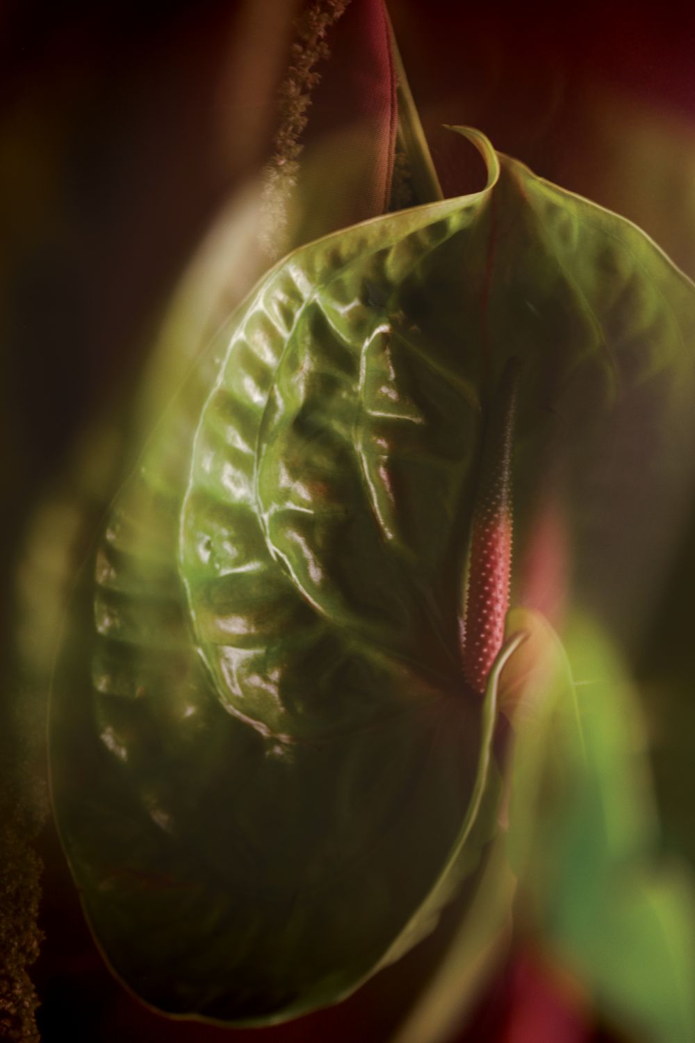 Anturio