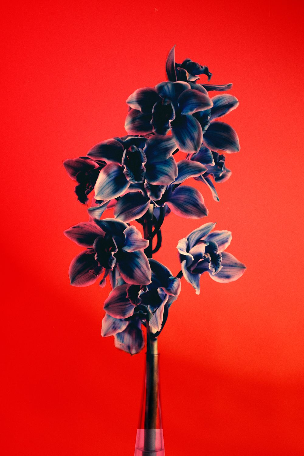 Orquídia II