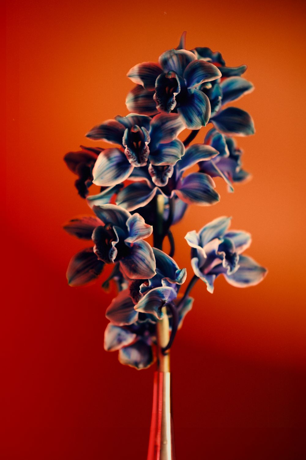 Orquídia III