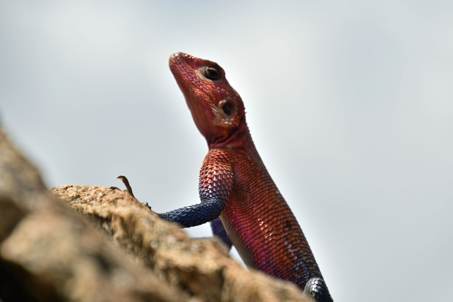 LIZARD