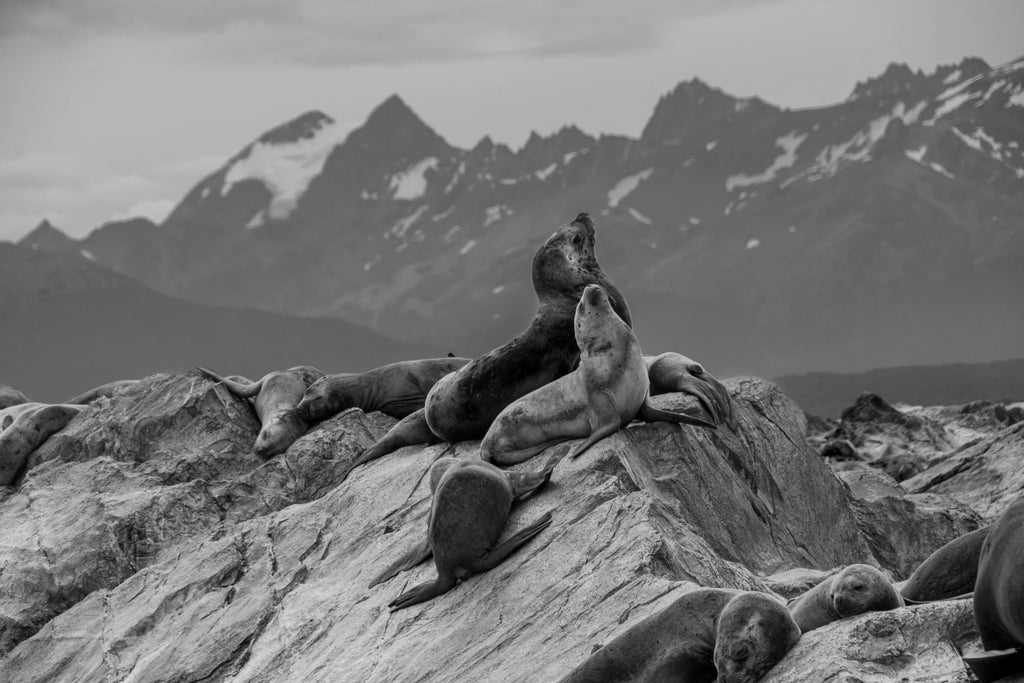 Lobos marinos posando