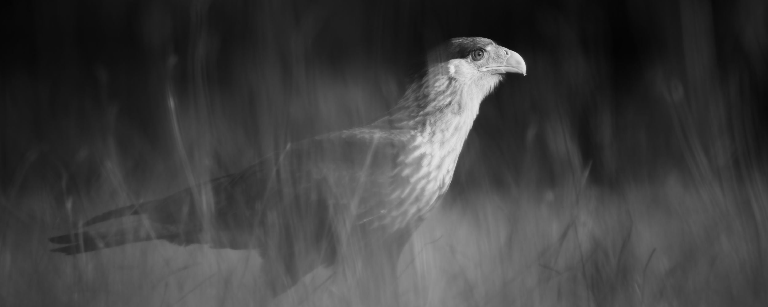 Caracara plancus