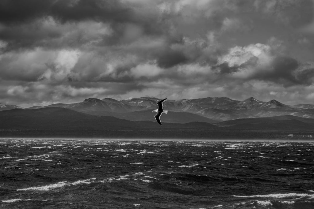 Libertad