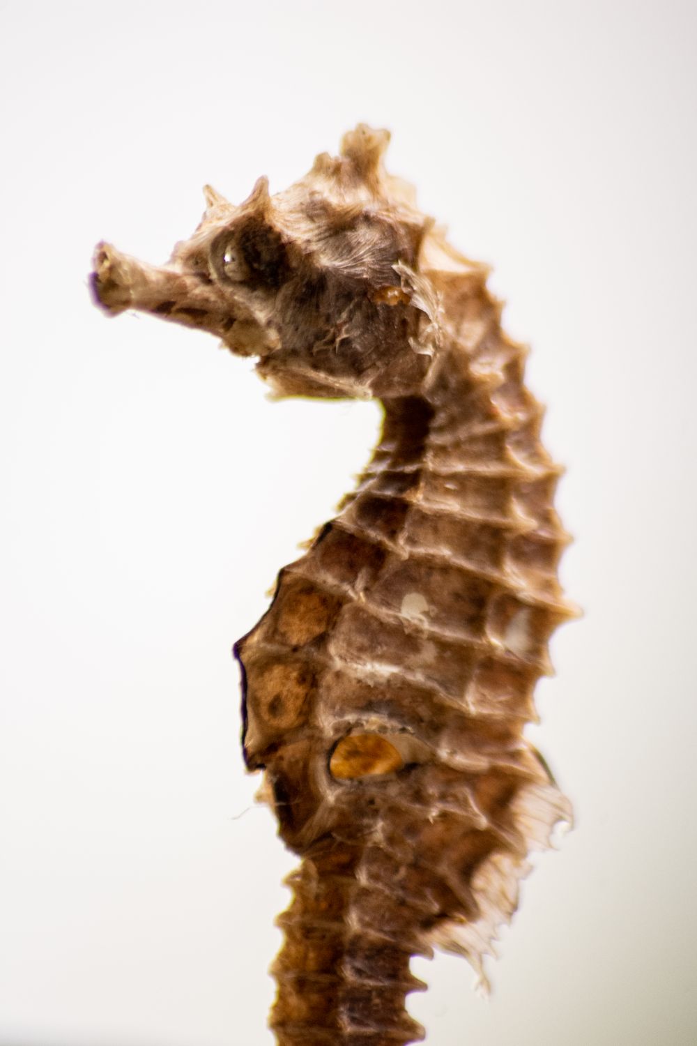 Naturaleza muerta