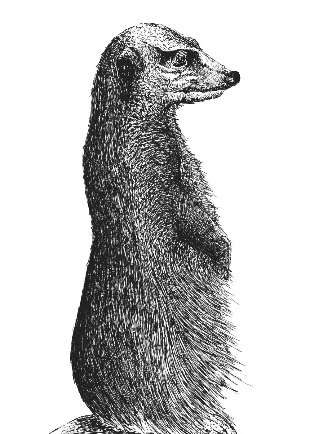 Timón