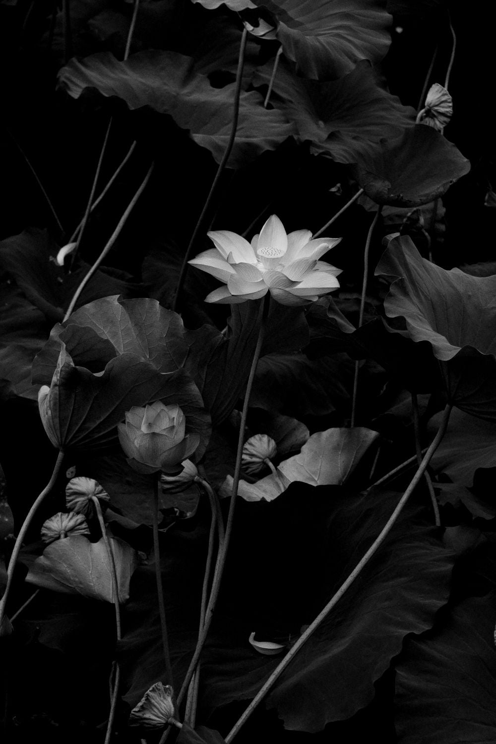 Flor de Loto