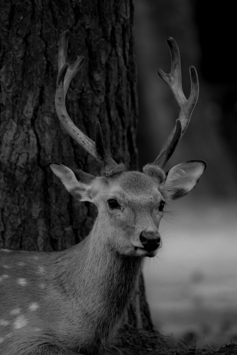 Nara Deer