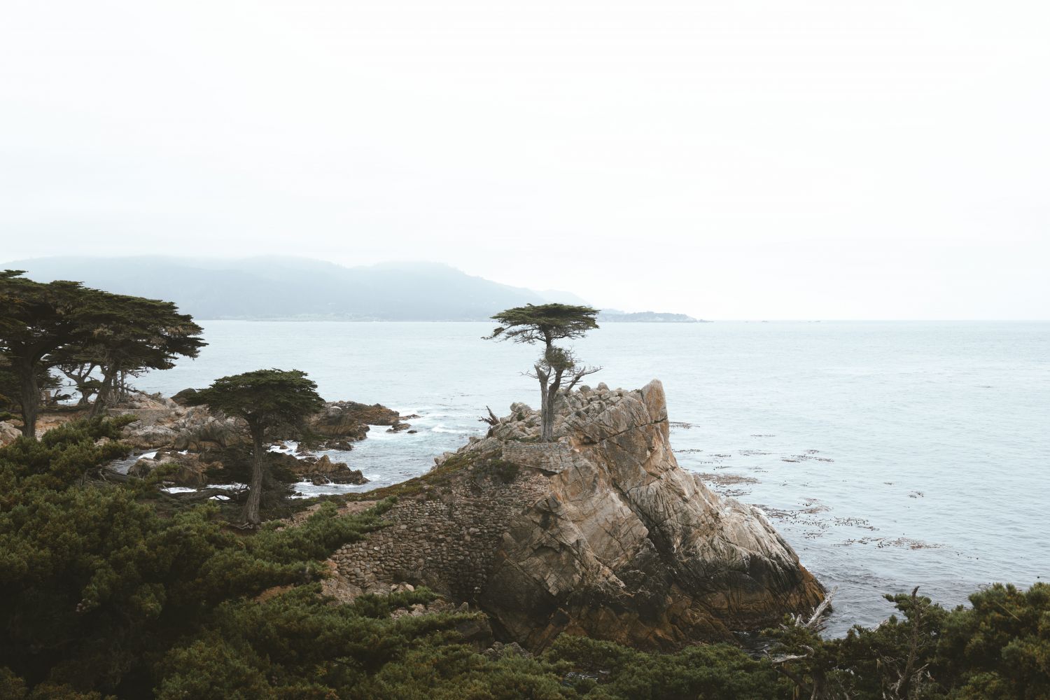 Lonely Cypress