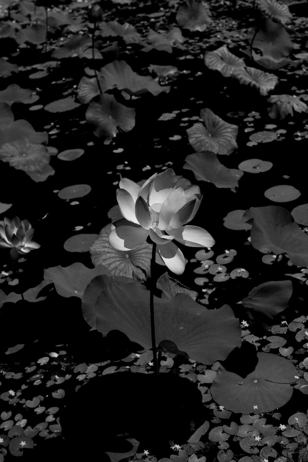 Flor de Loto