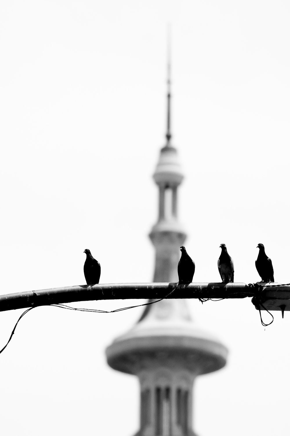 Palomas por Congreso