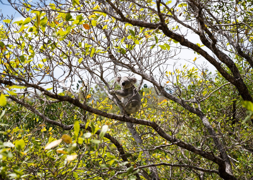 Koala 01
