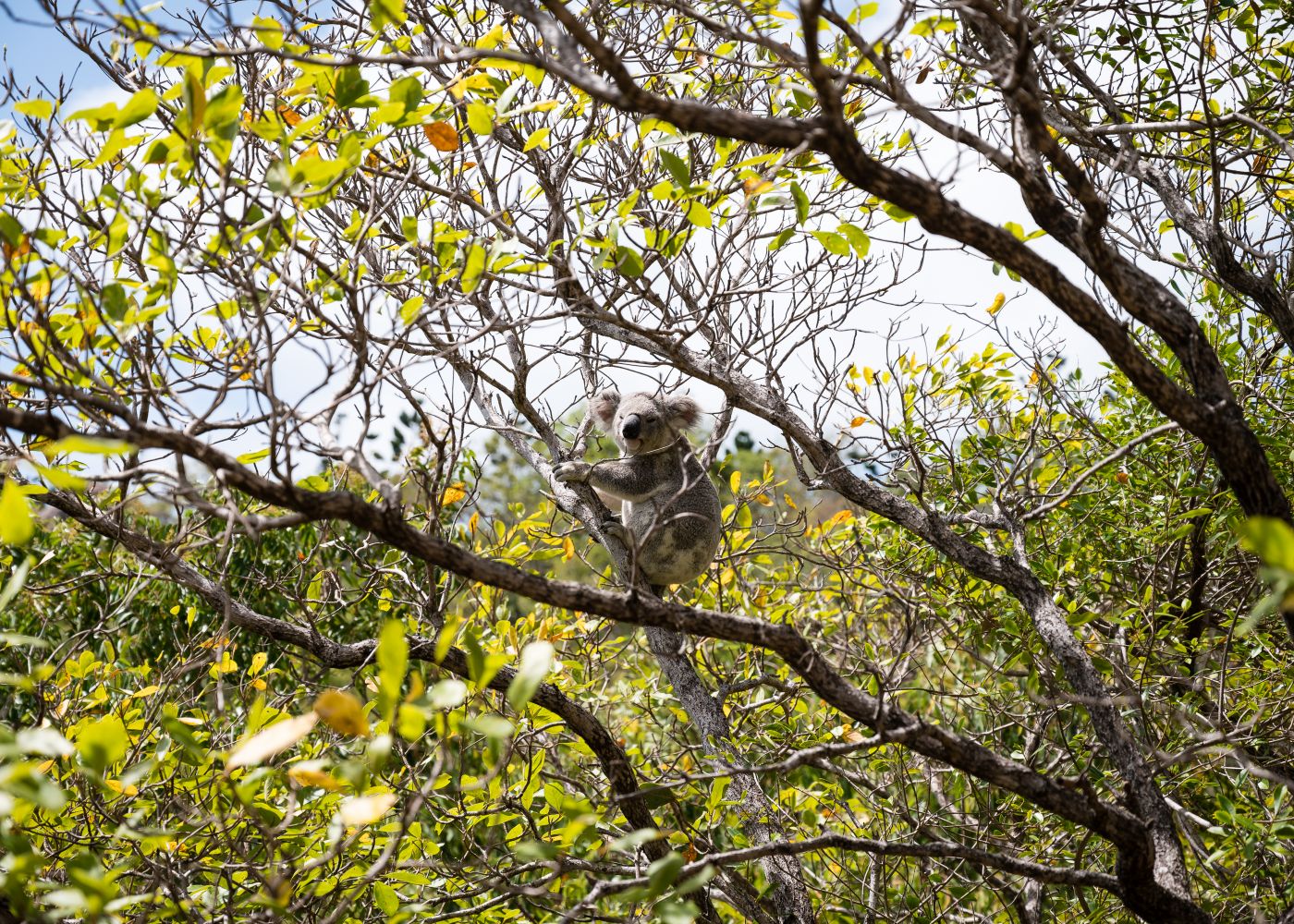 Koala 01