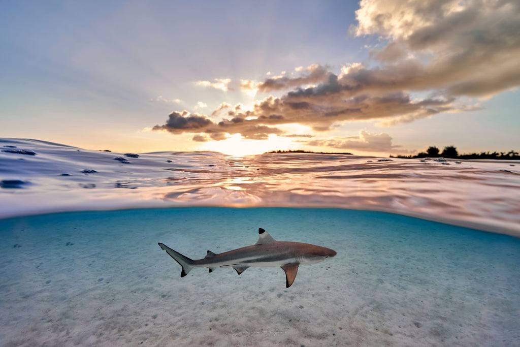 Wild sunset