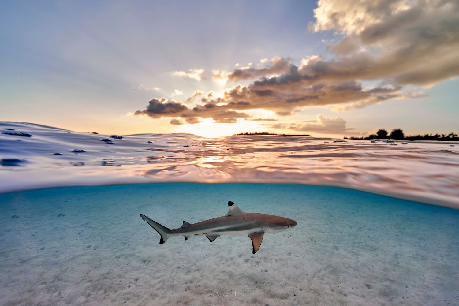 Wild sunset