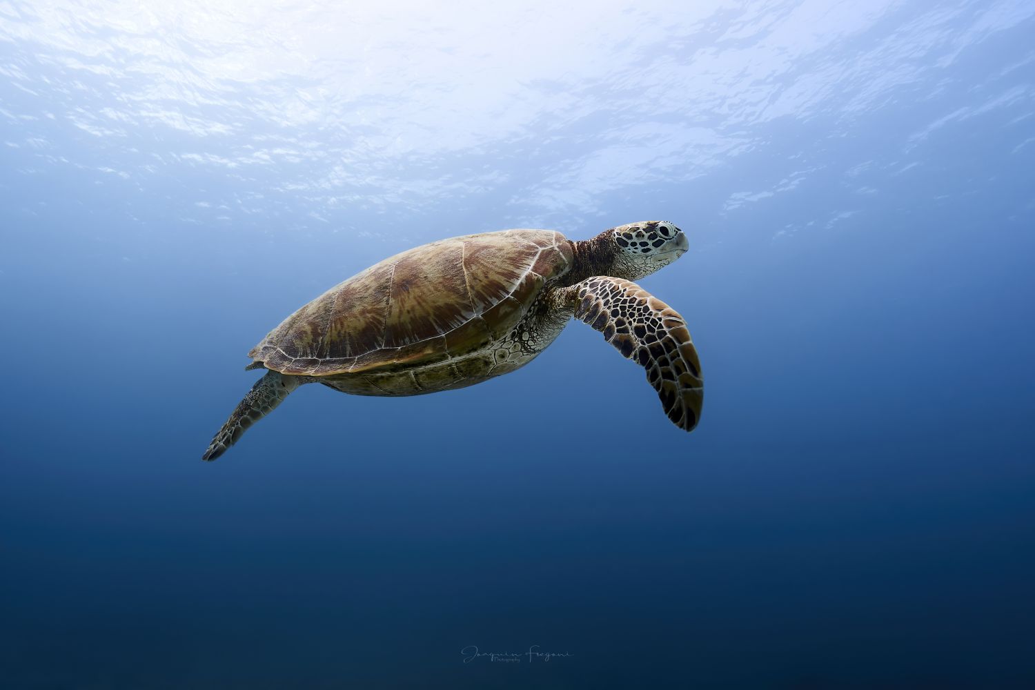 Flying turtle