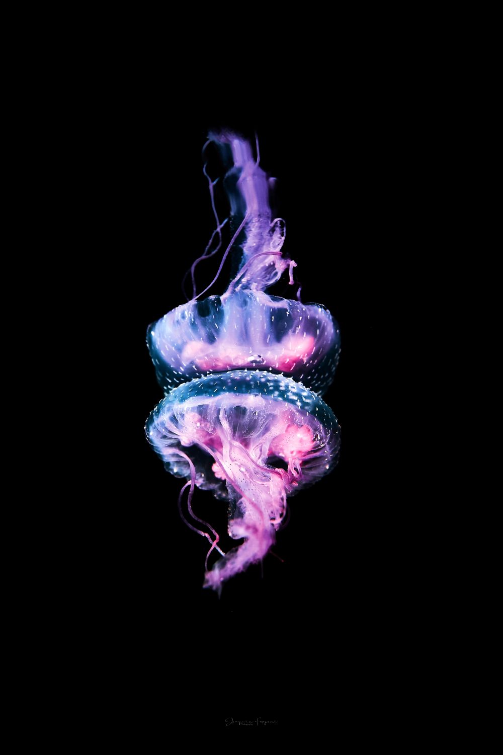 Jelly