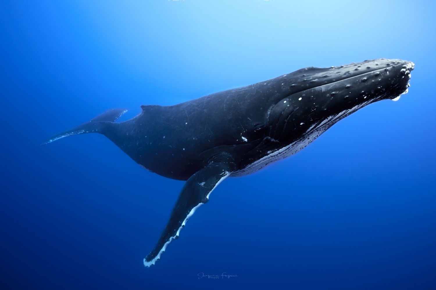 Humpback