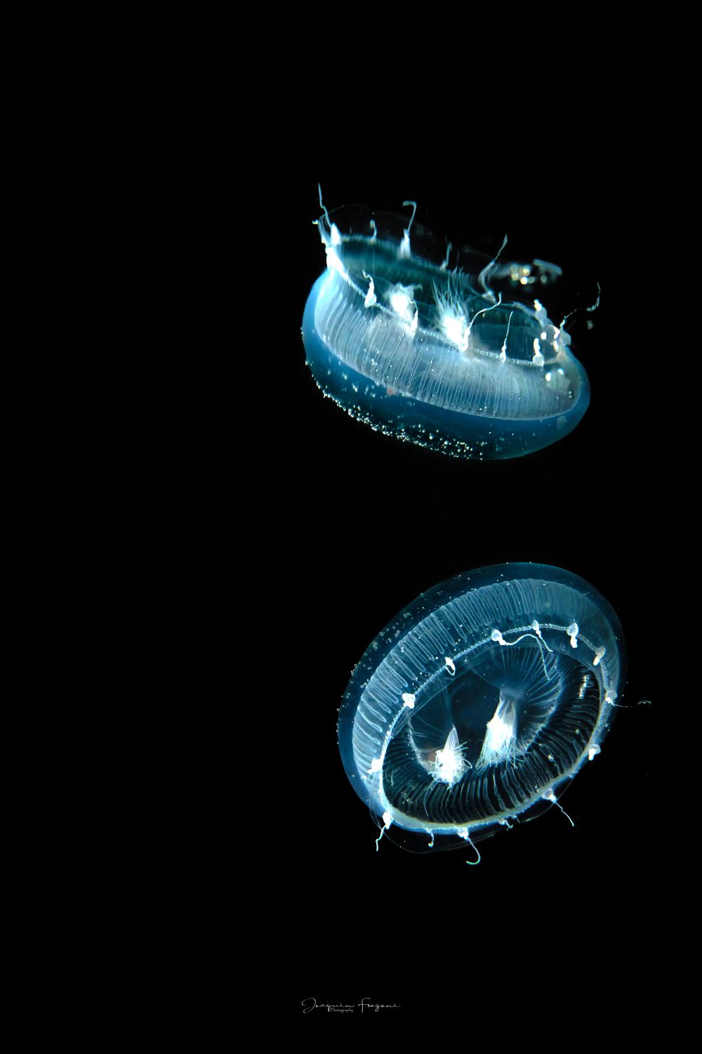 Meduza