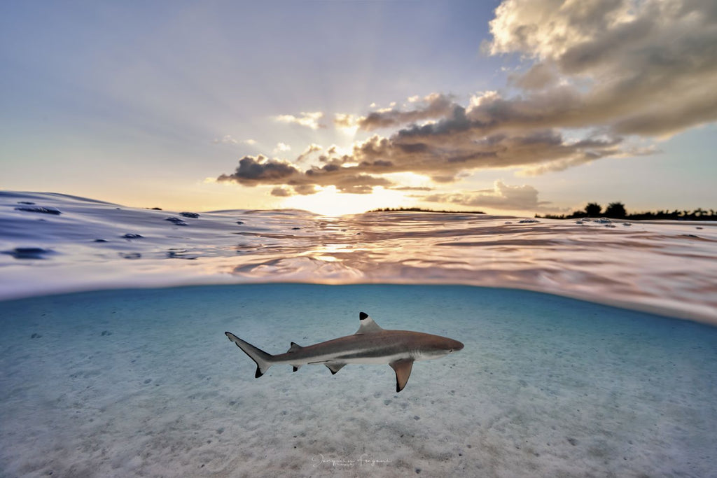 Wild Sunset
