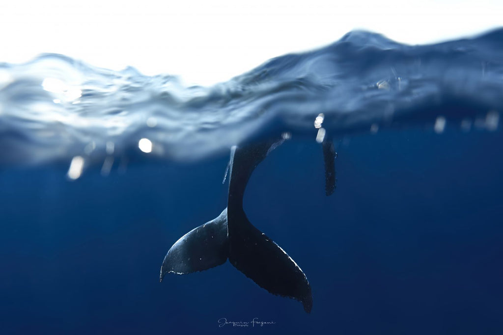 Tail