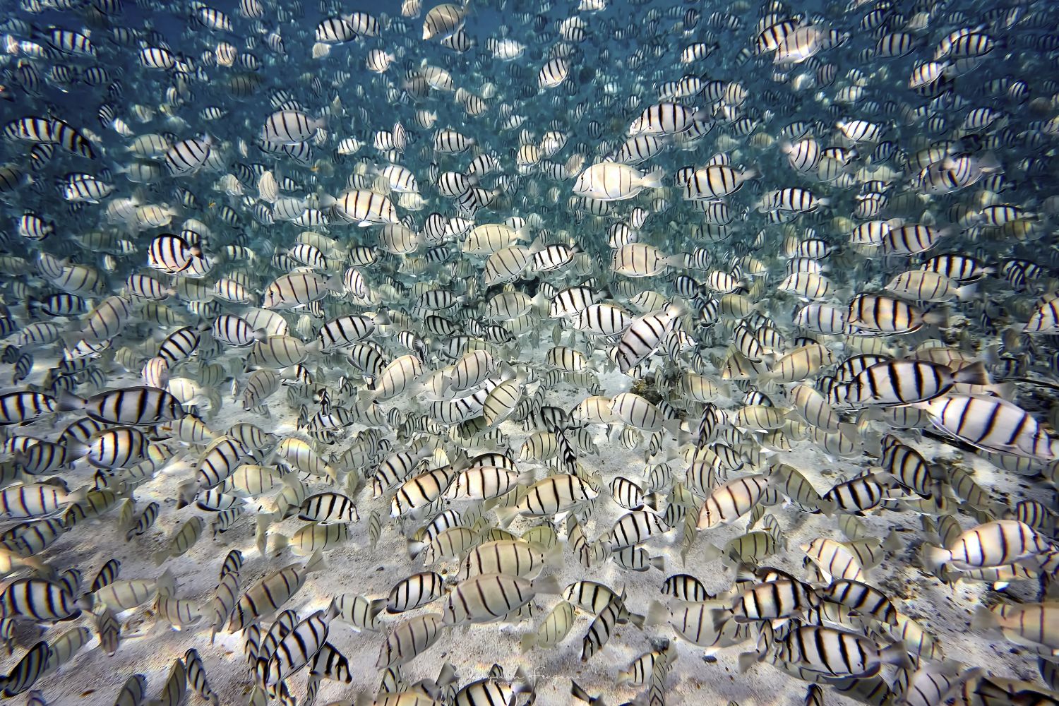 Fish party