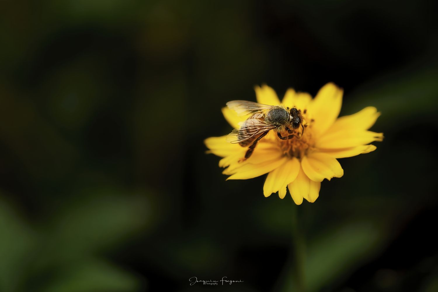 Bee
