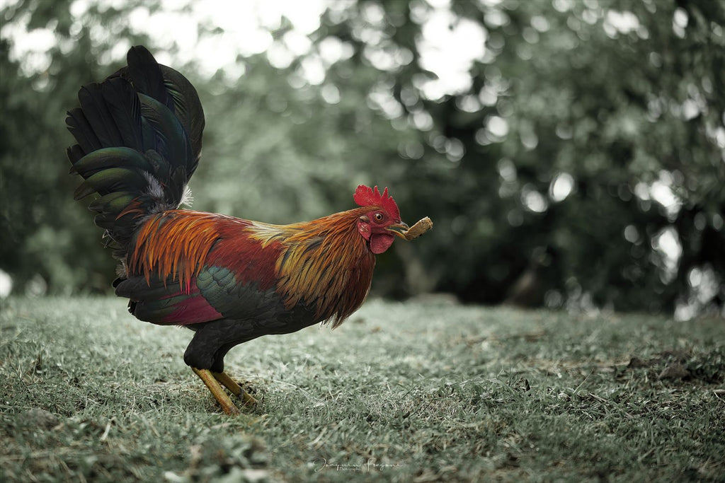 Rooster