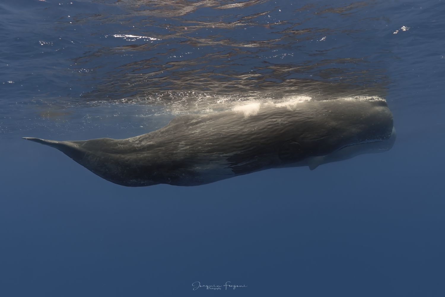 Sperm whales
