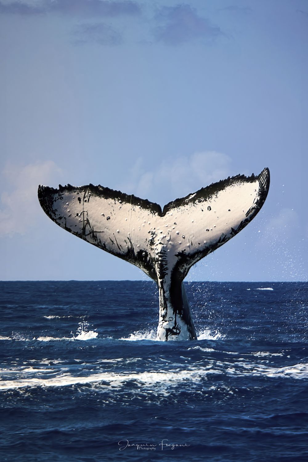 Ballena